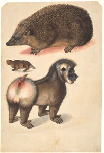 Ein Igel, ein Biber und ein Pavian