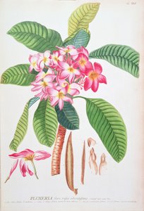 Plumeria: aus Plantae Selectae, von Christoph Jacob Trew und Georg Dionysius Ehret (1710-70); Frangipanier von Christoph Jacob & Ehert Georg Dionysius (1708/9 70) Trew
