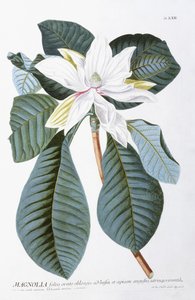 Magnolie, 1750-1773 von Christoph Jacob Trew