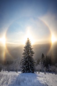 Verschneiter Baum mit Sonnenhalo