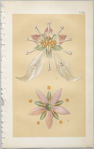 Die Kunst des dekorativen Designs: mit einem Anhang, der die Stunden des Tages angibt, zu denen Blumen öffnen, veröffentlicht von Day & Son, London, 1862 von Christopher Dresser
