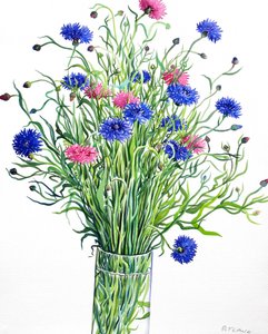 Kornblumen