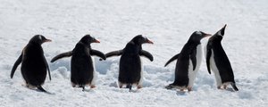 Pinguine auf einem verschneiten Spaziergang