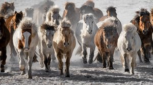 Wilde Pferde stürmen