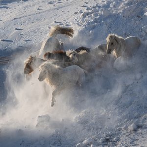 Wilde Pferde im Schnee