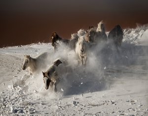 Wilde Pferde im Schneelauf