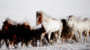 Wilde Pferde in Winterbewegung von Chuanxu Ren