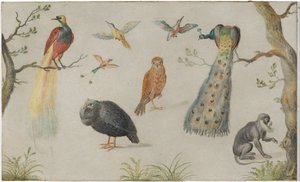 Studie von Vögeln und Affen von Circle of Jan van Kessel the Elder