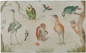 Studie von Vögeln und Affen von Circle of Jan van Kessel the Elder
