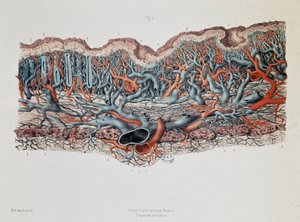 Makroskopische Anatomie der Schleimhäute des Darms, Claude Bernard, Bibl. der medizinischen Fakultät von Claude Bernard