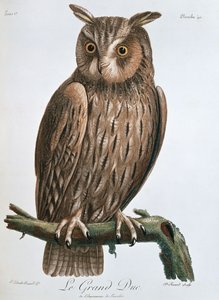 Der Uhu, 1799-1808 von Claude Fessard