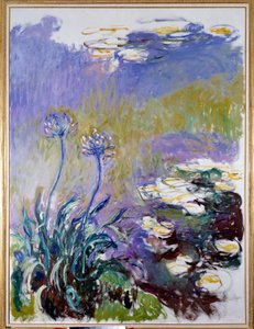 Die Agapanthus