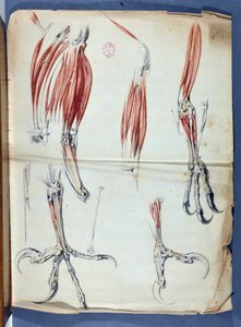 Anatomie eines Adlerfußes veröffentlicht in „Mémoires pour servir à l
