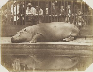Obaysch, das Nilpferd, Londoner Zoo