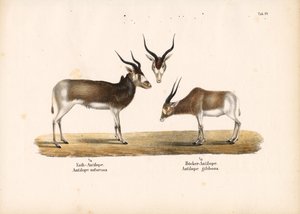 Addax- und Buntbockantilopen von Conrad Kull