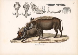 Aelians Warzenschwein mit Schädelanatomie