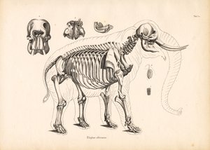 Skelettanatomie des Afrikanischen Elefanten von Conrad Kull