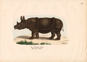 Schwarzes Nashorn
