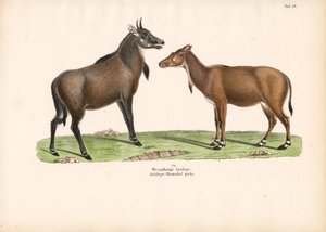 Bontebok oder Blesbok von Conrad Kull