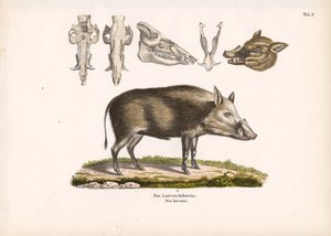 Buschschwein mit Schädelansichten