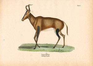 Caama-Antilope