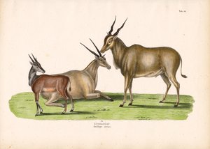 Gewöhnlicher Elenantilope von Conrad Kull