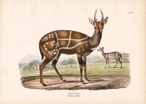 Geschirrter Antilope mit Jungtier