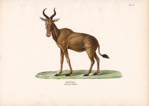 Hartebeest
