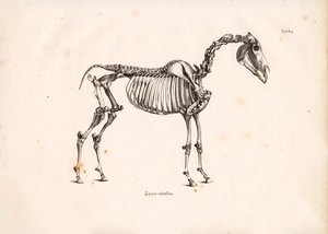 Pferdeskelett