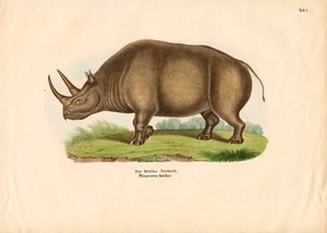 Indisches Nashorn