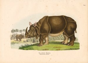 Indisches Nashorn