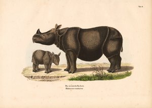 Javanisches Nashorn mit Kalb