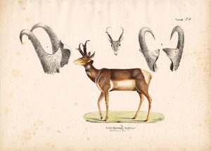Gabelbockantilope mit Hornillustrationen