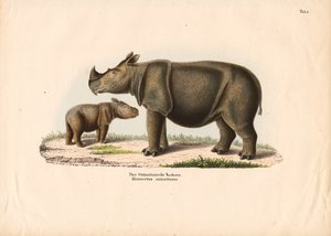 Sumatra-Nashorn mit Kalb