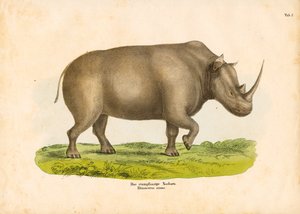 Das Breitmaulnashorn