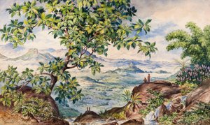 Studie des Brotfruchtbaums, Allegalla Peak
