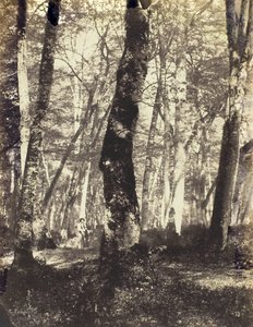 Studie im Barbizon-Wald, 1860-69 von Constant Alexandre Famin