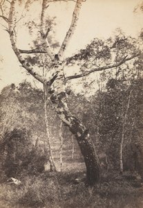 Studie einer Birke, Barbizon
