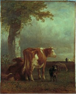 Kühe auf der Weide
