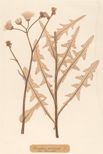 Acker-Kratzdistel