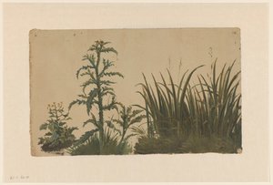 Distel und Schilf