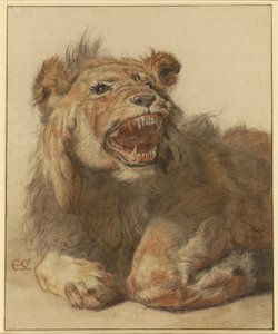 Ein fauchender Löwe, ca. 1625-33
