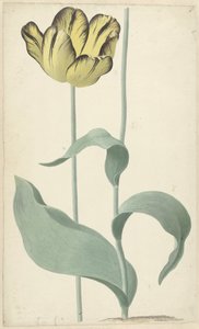 Die Tulpe Bizard Louis d