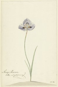 Iris von Cornelis van Noorde
