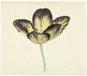 Tulpe namens Bizard Egiptienne von Cornelis van Noorde