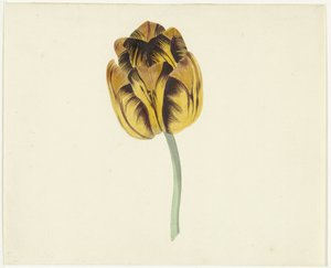 Tulpe namens Bizard Leodie von Cornelis van Noorde