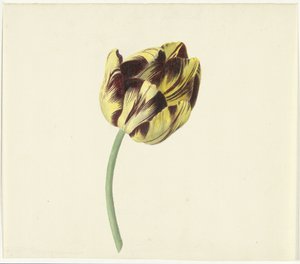 Tulpe namens Bizard Pontifex Romanus von Cornelis van Noorde