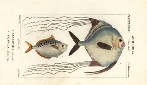 Afrikanischer Pompano, Alectis ciliaris, Blepharis ciliaris, Blefaride ciliare 1 und Ponyfisch, Poulain ruse, Leiognathus equulus 2 von Corsi Corsi