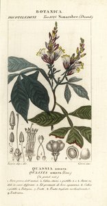 Amargo, Quassia amara von Corsi Corsi