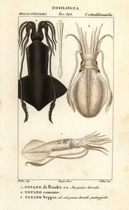Keulenhaken-Tintenfisch, Europäischer Tintenfisch und Sepia